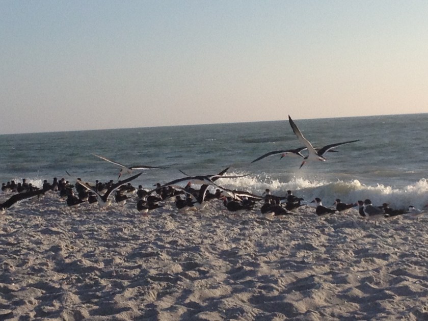 Beach birds